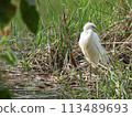 Heron in the pond 113489693