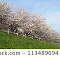 Cherry blossom trees in full bloom 113489694