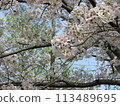Scenery with cherry blossoms 113489695