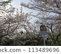 Cherry blossoms in full bloom and a park sign 113489696