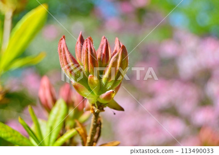 Rhododendron (Azalea) in the city park during spring. Nature background 113490033