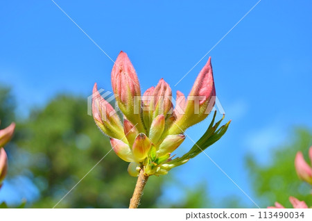Rhododendron (Azalea) in the city park during spring. Nature background 113490034