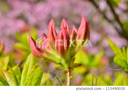 Rhododendron (Azalea) in the city park during spring. Nature background 113490038