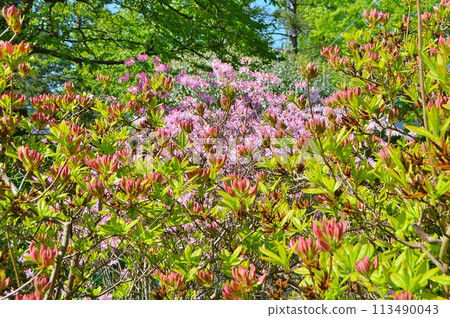 Rhododendron (Azalea) in the city park during spring. Nature background 113490043