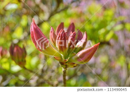 Rhododendron (Azalea) in the city park during spring. Nature background 113490045
