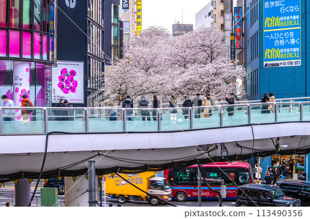日本東京城市景觀澀谷櫻花舞台澀谷塔前的櫻坂櫻花盛開=4月5日 日本東京城市景觀澀谷櫻花舞台澀谷塔前的櫻坂櫻花盛開=4月5日 113490356