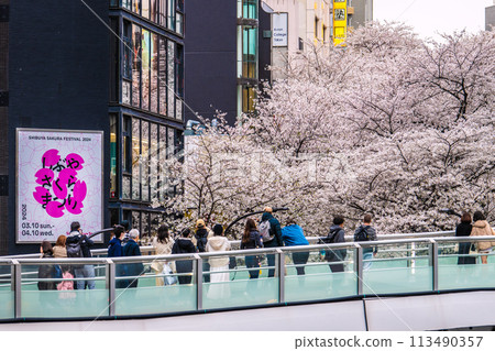 Tokyo cityscape, Japan: Cherry blossoms in full bloom on Sakurazaka in front of Shibuya Sakura Stage SHIBUYA Tower on April 5th 113490357