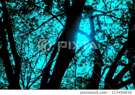 tree trunk in forest 113490656