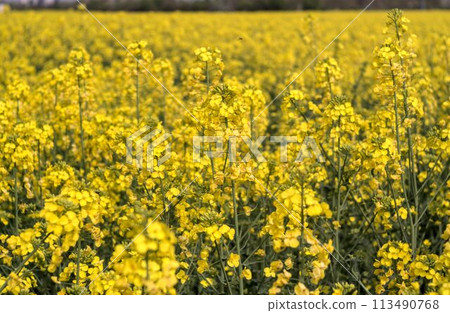 yellow rapeseed flower in field 113490768