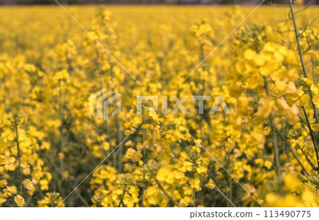 yellow rapeseed flower in spring 113490775