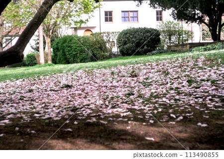 the garden with flowers 113490855