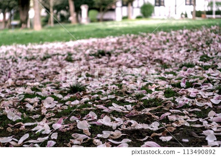 blurred background of flowers 113490892
