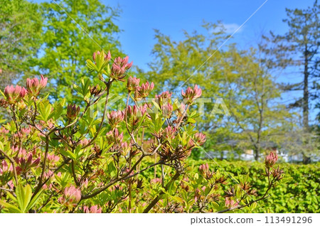 Rhododendron (Azalea) flowers in the city park. Nature background Rhododendron (Azalea) flowers in the city park. Nature background 113491296