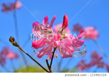 Rhododendron (Azalea) flowers in the city park. Nature background Rhododendron (Azalea) flowers in the city park. Nature background 113491310