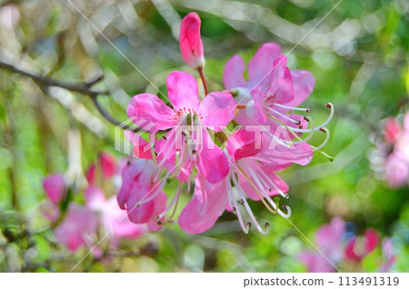 Rhododendron (Azalea) flowers in the city park. Nature background 113491319