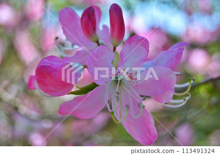 Rhododendron (Azalea) flowers in the city park. Nature background 113491324