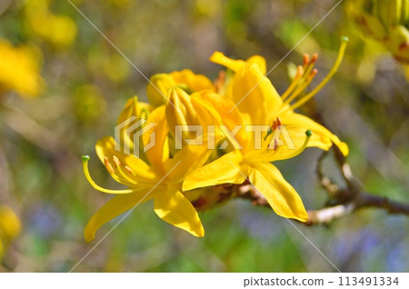 Rhododendron (Azalea) flowers in the city park. Nature background Rhododendron (Azalea) flowers in the city park. Nature background 113491334