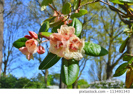 Rhododendron (Azalea) flowers in the city park. Nature background Rhododendron (Azalea) flowers in the city park. Nature background 113491343