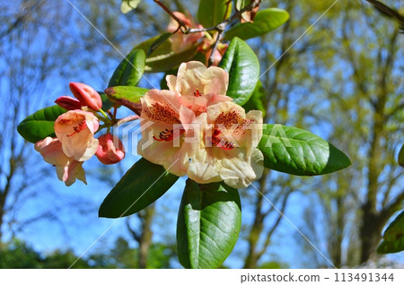 Rhododendron (Azalea) flowers in the city park. Nature background Rhododendron (Azalea) flowers in the city park. Nature background 113491344