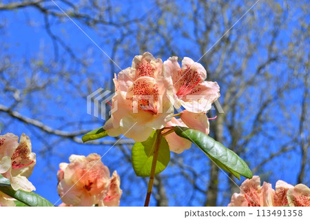 Rhododendron (Azalea) flowers in the city park. Nature background 113491358