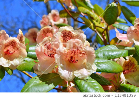Rhododendron (Azalea) flowers in the city park. Nature background 113491359