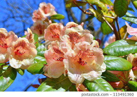 Rhododendron (Azalea) flowers in the city park. Nature background 113491360