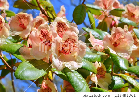 Rhododendron (Azalea) flowers in the city park. Nature background 113491361