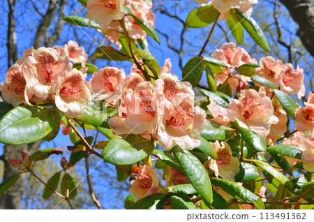Rhododendron (Azalea) flowers in the city park. Nature background Rhododendron (Azalea) flowers in the city park. Nature background 113491362