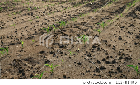 Watering sprouts crops from watering can. Growing corn irrigation with water fresh green plant sprouts peeking out of healthy ground. Farming agricultural agrarian business, growing crops harvest. 113491499