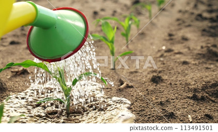 Watering sprouts crops from watering can. Growing corn irrigation with water fresh green plant sprouts peeking out of healthy ground. Farming agricultural agrarian business, growing crops harvest. Watering sprouts crops from watering can. Growing corn irrigation with water fresh green plant sprouts peeking out of healthy ground. Farming agricultural agrarian business, growing crops harvest. 113491501