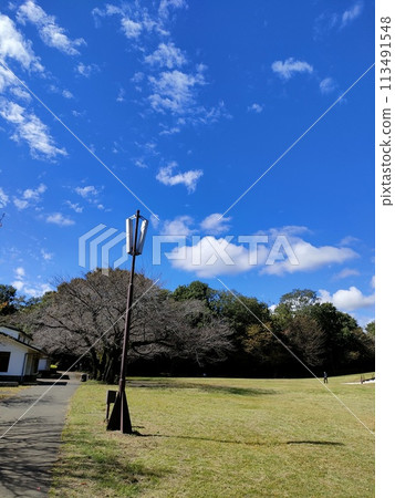 一棵大樹在公園裡 113491548