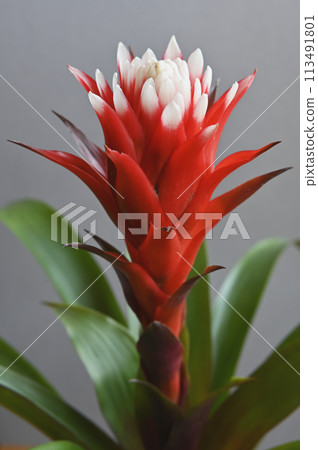 blooming bromeliad flower and leaves 113491801