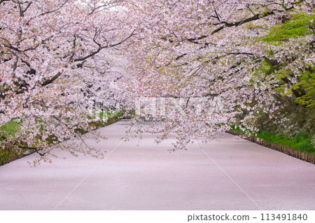 城堡遺址護城河中的花筏 城堡遺址護城河中的花筏 113491840