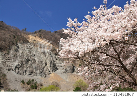 Cherry blossoms at Onishi Park, Oshika Village 1 113491967