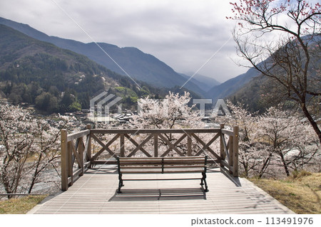 大鹿村大西公園櫻花 8 113491976