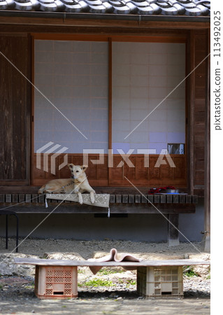 一隻狗在一座古老民宅的門廊上休息 113492025