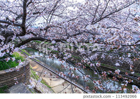Spring 2024 Saho River Cherry Blossoms: Pale pink flowers blooming over the bank Spring 2024 Saho River Cherry Blossoms: Pale pink flowers blooming over the bank 113492066