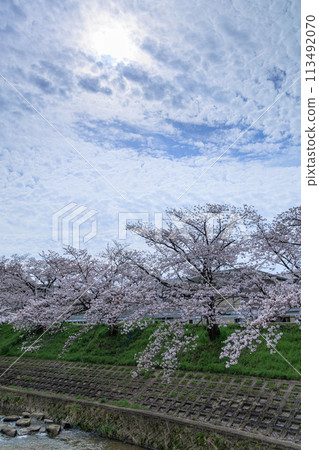 Spring 2024 Saho River Cherry Blossoms: Sun with parasol and blooming cherry trees ② Spring 2024 Saho River Cherry Blossoms: Sun with parasol and blooming cherry trees ② 113492070
