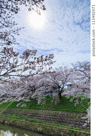 2024 年春天佐保河櫻花盛開 - 櫻花在遮陽傘下映襯著陽光 113492071