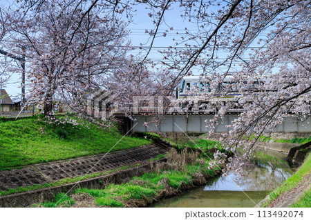 2024年春季佐保川櫻花 - JR大和線快速列車經過佐保川大橋，周圍環繞著淡粉色的花朵① 113492074