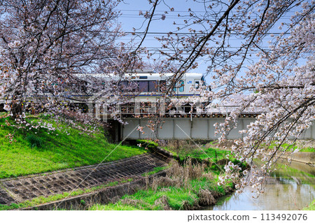 2024 Spring Saho River Cherry Blossoms - JR Yamatoji Line Rapid Train Passing Saho River Bridge Surrounded by Pale Pink Cherry Blossoms③ 113492076
