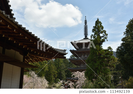 Daigoji Temple: Five-story pagoda seen from Kiyotakigu Shrine, spring 113492139