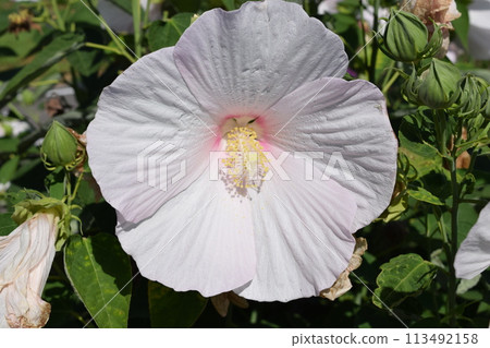 Hibiscus americanus giant flower Hibiscus americanus giant flower 113492158