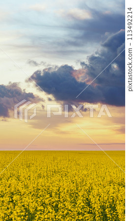 Expansive yellow rapeseed field under a dramatic sunset sky with cumulus clouds. Expansive yellow rapeseed field under a dramatic sunset sky with cumulus clouds. 113492214
