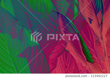 Close-up of tropical leaves with vibrant green purple and pink hues, highlighting natural patterns. Close-up of tropical leaves with vibrant green purple and pink hues, highlighting natural patterns. 113492227
