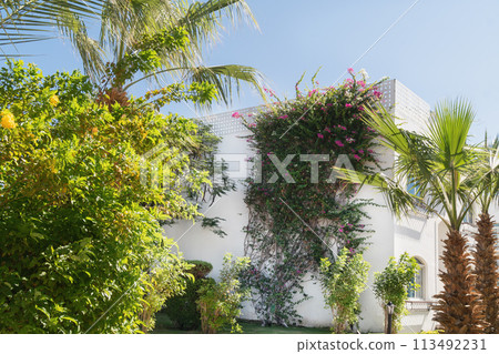 Modern villa with lush greenery and climbing bougainvillea, surrounded by palm trees under a clear sky 113492231
