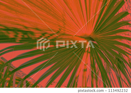 Stylized palm leaf in vivid red hues against a contrasting background. 113492232