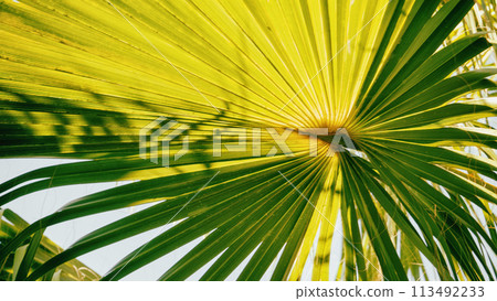 Bright yellow palm leaf radiating lines against a soft background. 113492233