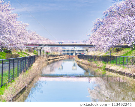 Cherry blossoms along Washinoki Sakura Promenade in Minami Ward, Niigata City 113492245
