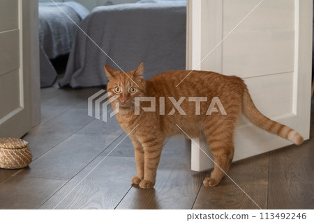 Attentive ginger cat standing on wooden floor near a wicker basket, bedroom in the background. 113492246